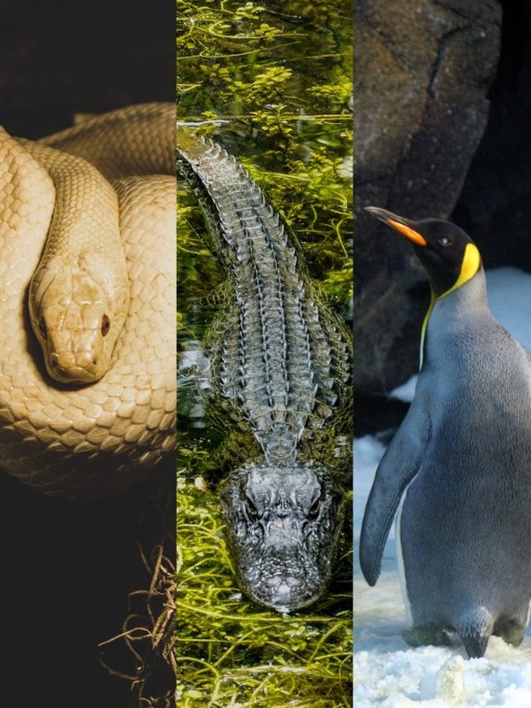 These animals can survive for months without water and food