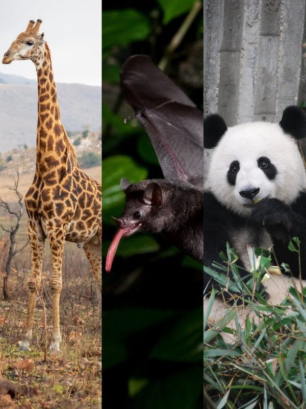 These animals have longest tongue, one has twice big as its body