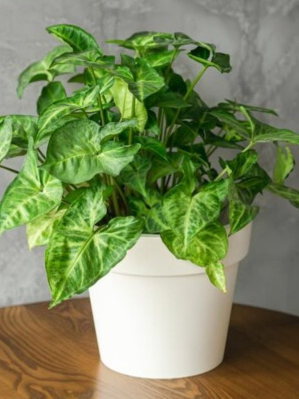 money plant in vastu, सही दिशा में लगाएं मनी प्‍लांट, vastu tips for money plant,