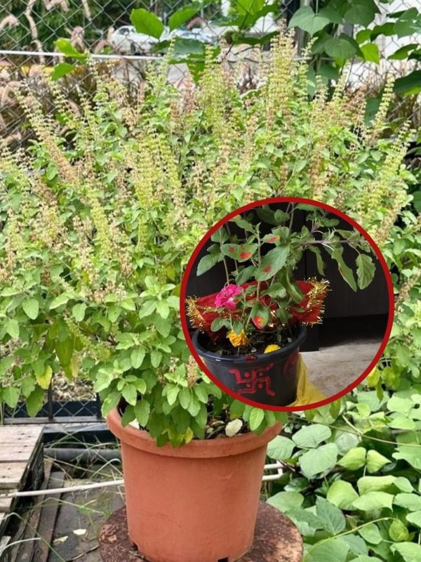 which day to plant tulsi at home