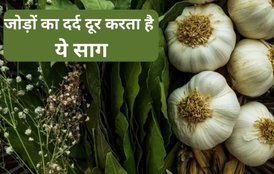 green garlic health benefits, lehsun ke patte, lehsun ke patte khane ke fayde,लहसुन के पत्तों के सेहत को फायदे,