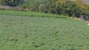 green chickpea plant