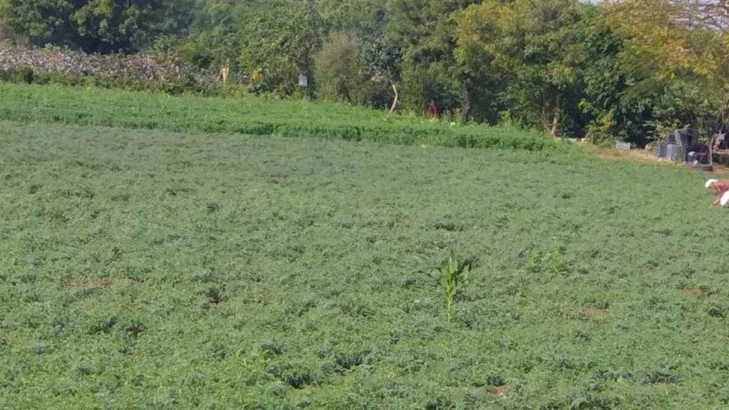 green chickpea plant