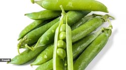 सर्दी में 100 ग्राम मटर का सेवन बॉडी में कैसे करता है असर, डायबिटीज मरीज़ क्या इसे खा सकते हैं? जानिए इस सब्जी के 4 फायदे