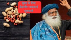 रात को पानी में भिगोकर मूंगफली को हर सुबह खाएं, एनर्जी से भरपूर है ये नाश्ता, सदगुरु से जानिए कैसे प्रोटीन का है ये खज़ाना