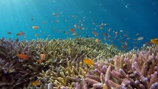 ocean| job| Employment