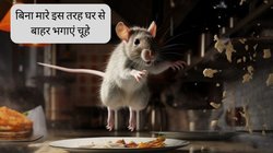 घर में चूहों ने मचा रखा है आतंक? अपना लें ये आसान टिप्स, बिना मारे एक भी चूहा नहीं आएगा नजर