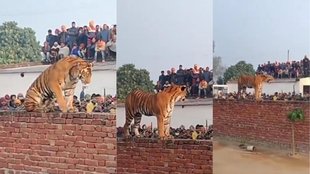 uttar pradesh | pilibhit | tiger rescue |