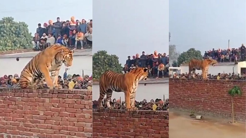 uttar pradesh | pilibhit | tiger rescue |