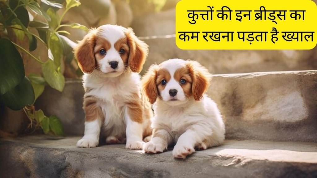 Low maintenance dog । Low Maintenance Dog Breeds । Dogs health care