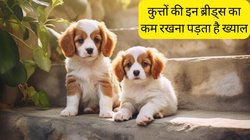 Low Maintenance Dog Breeds: घर लाना चाहते हैं पेट डॉग पर देखभाल के लिए नहीं है समय? बिजी लोगों के लिए बेस्ट हैं कुत्तों की ये 4 ब्रीड, कम समय में भी रहते हैं खुश