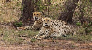 Cheetah, Madhya Pradesh, Namibia