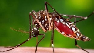 Dengue, disease, Blog, MCD