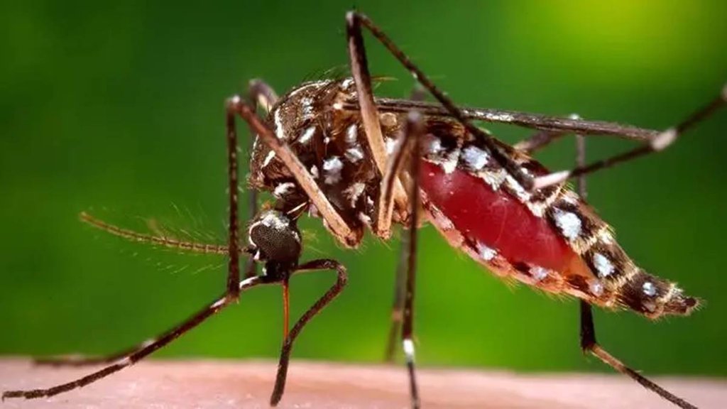 Dengue, disease, Blog, MCD