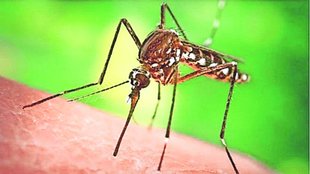 Dengue | WHO | Research |