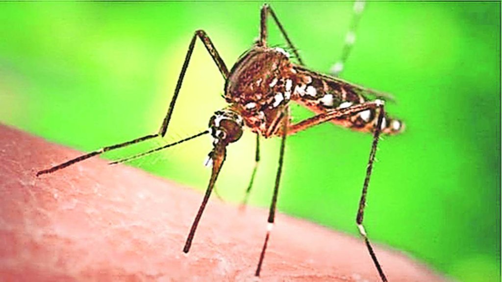 Dengue | WHO | Research |