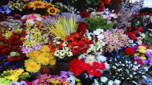 Flower| Ayodhya