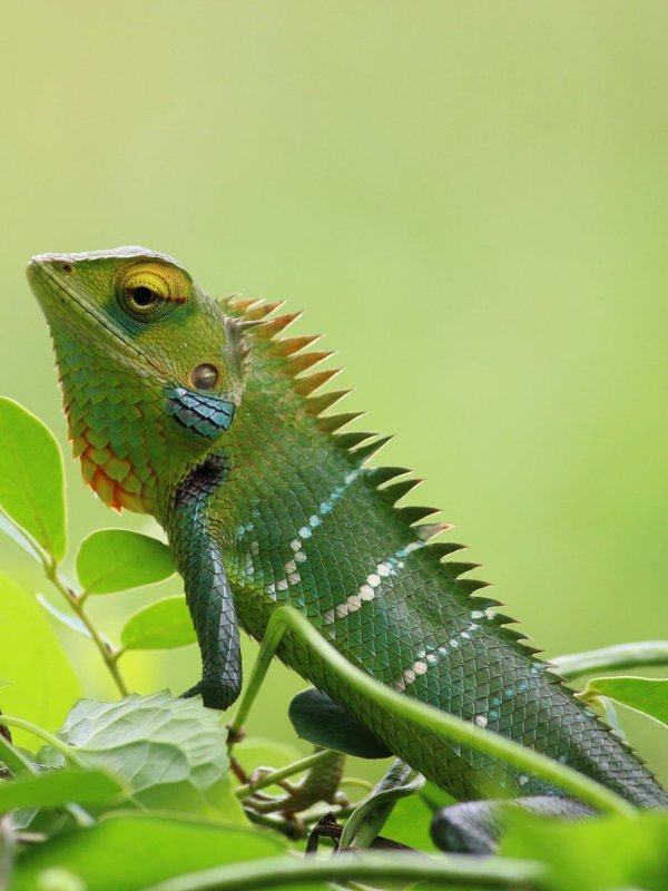 Interesting facts about the chameleon