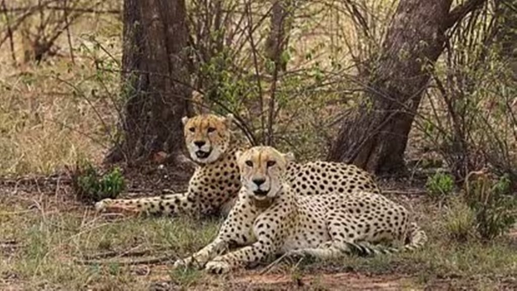 Leopard| Kuno