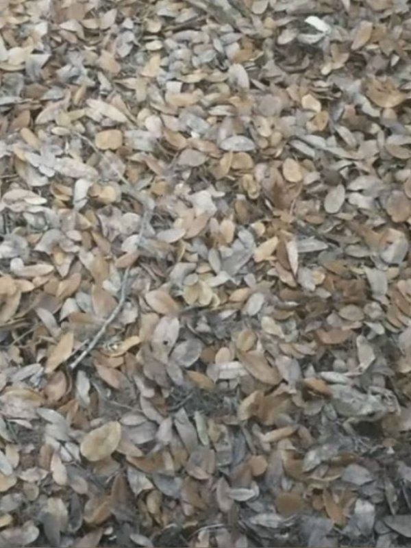 Optical Illusion Challenge