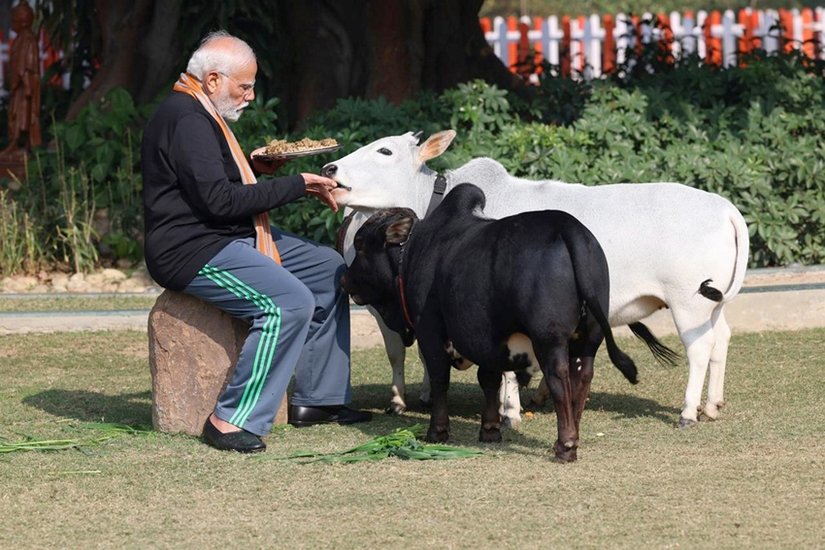 Feeds Cows
