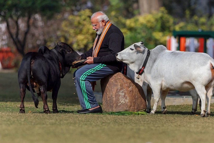 pm Narendra Modi feeds cows