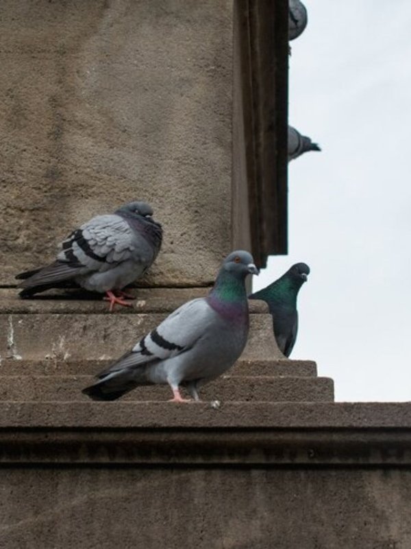 How to avoid pigeon in house,Pigeon menace in apartments,How to get rid of pigeons naturally,कबूतरों से बालकनी को कैसे ढकें, कबूतरों से बचने की मशीन, छत पर कबूतरों को भगाने के तरीके,