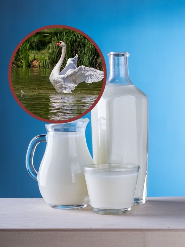 which bird separate milk and water