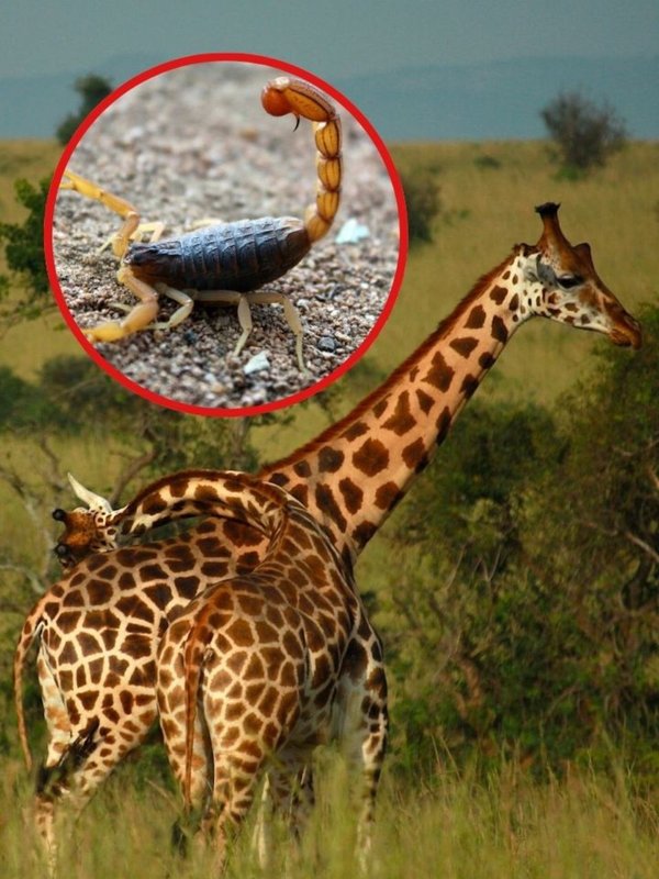 Which Animal can alive after hold its breath