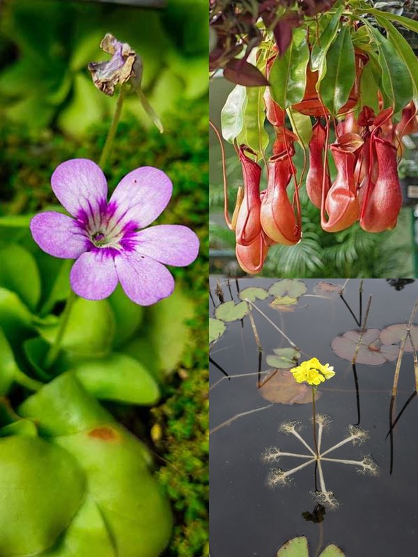 8 Carnivorous Insectivorous Meat eating Plants live throughout world