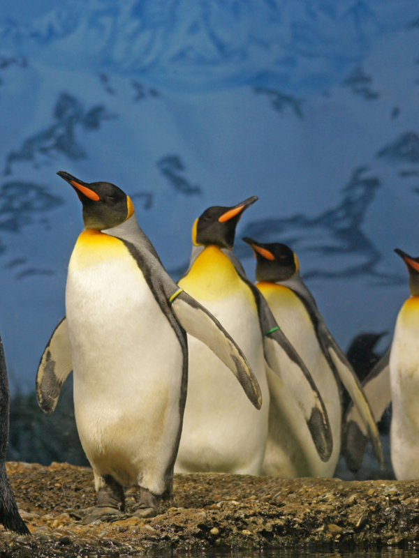 Polar Bear to Penguin, These animals can tolerate extreme cold