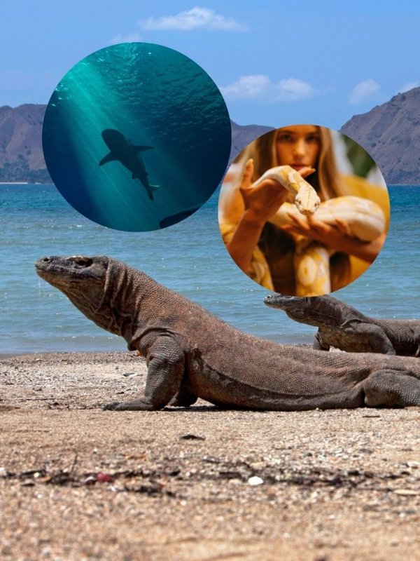 animals that can reproduce without mating