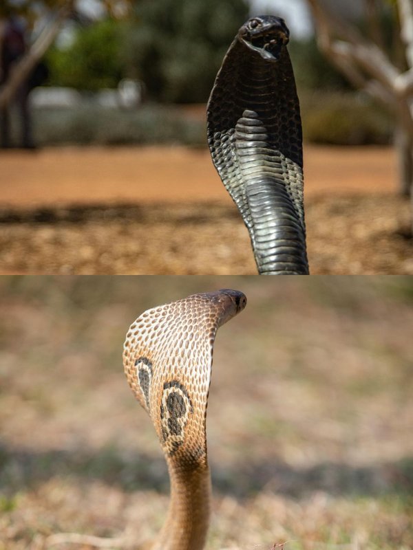 difference between cobra and king cobra