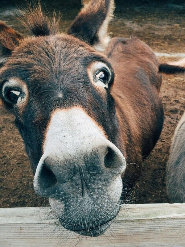 donkey milk health benefits