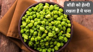 nutrition profile green choliya, green chana health benefits,हरा चना खाने के सेहत को फायदे