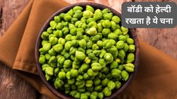 Nutrition alert: 100 ग्राम हरा चना सेहत पर कैसा करता है असर? पोषण प्रोफाइल को समझे, सर्दियों के इस सुपरफूड के जाने 5 फायदे
