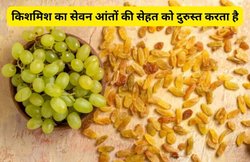 क्या किशमिश का रोज़ाना सेवन करना सेहत के लिए फायदेमंद है? डेली इसके 10 दानें खाएं तो सेहत पर कैसा पड़ता है असर? जानिए