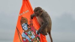 श्री राम लला के दर्शन करने स्वयं ‘हनुमान जी’ पहुंचे गर्भगृह, ट्रस्ट ने मंदिर में वानर के आगमन पर कही ये बात