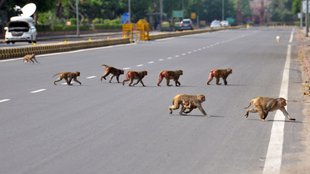 monkey terror