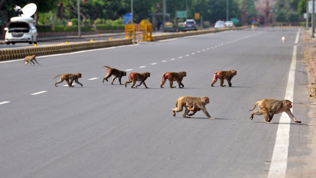 monkey terror