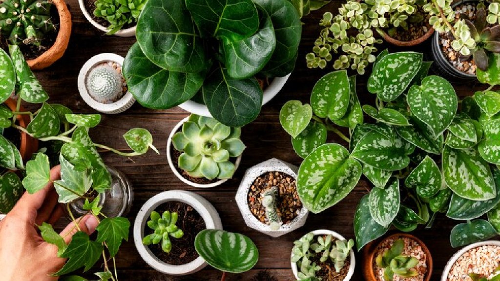 vastu tips for plant, vastu tips for anar, vastu tips for pomegranate tree, direction for pomegranate tree,