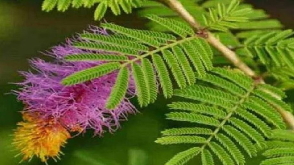 Vastu Tips For Tulsi, vastu tips, vastu tips in hindi,, vastu tips for shami plant, shami and Milk,