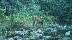 टाइगर जिंदा है! बंगाल के बक्सा रिजर्व से आई गुड न्यूज, कैमरे में दिखी सुखद तस्वीर