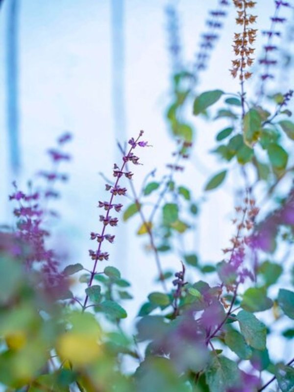Where to Keep Tulsi Plant at Home According to Vastu
