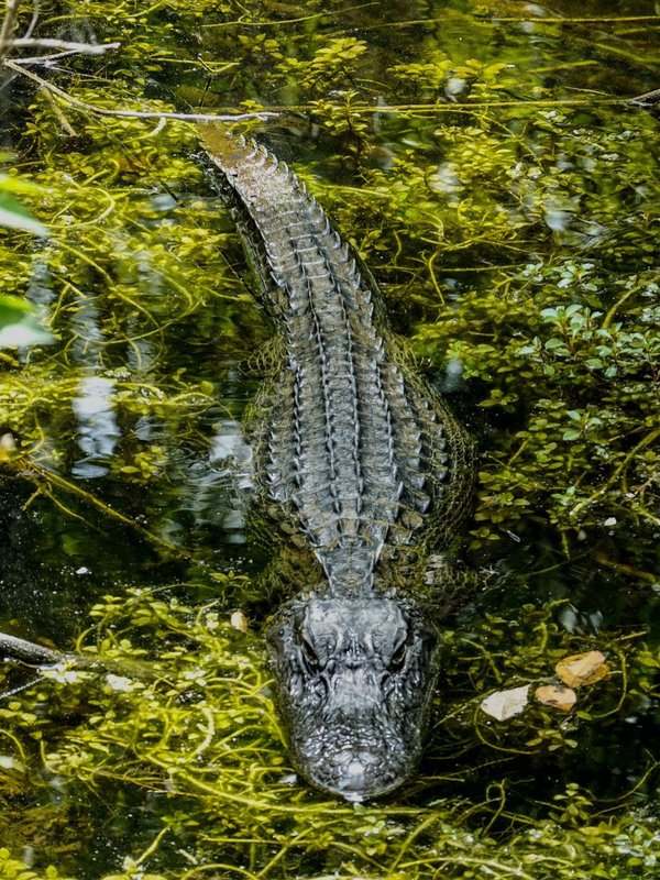 animal can digest iron