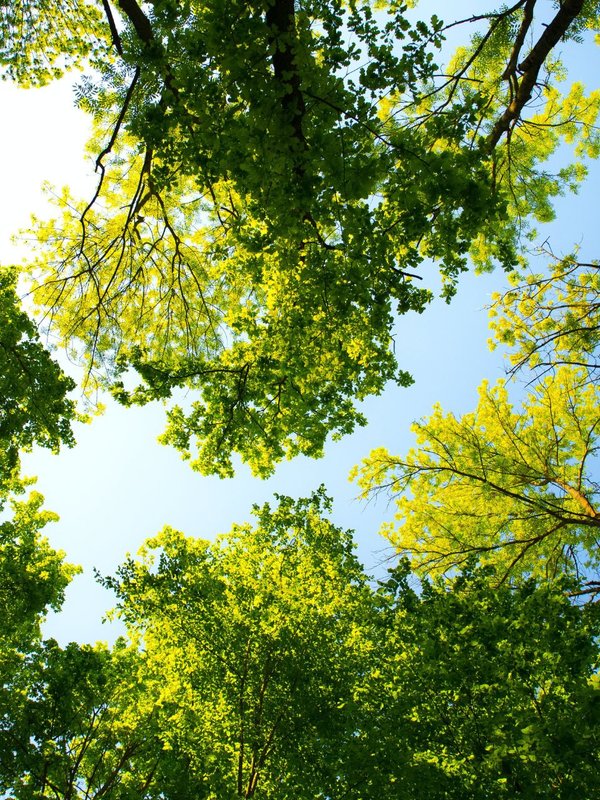 which country has no tree