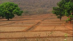 उत्तर प्रदेश में सोना उगलने लगी ढाई लाख एकड़ बंजर जमीन