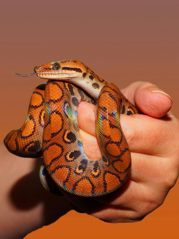 Country Without snake