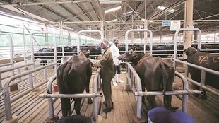 Dairy