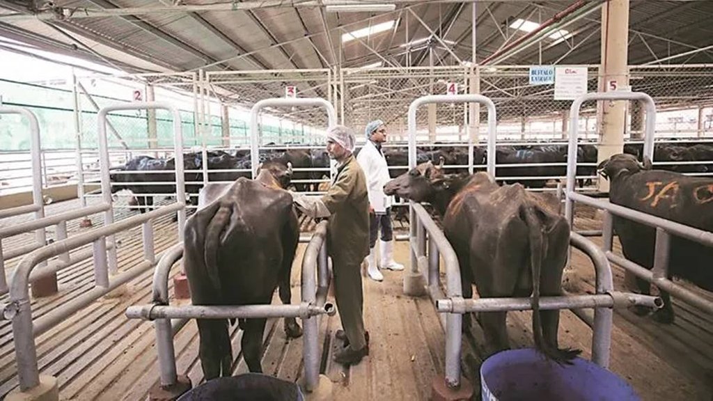 Dairy